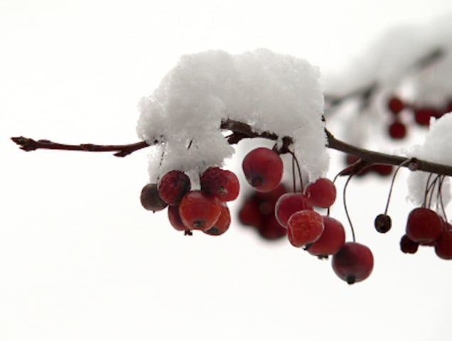 Red Winter Berries, January-February 2019