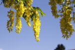 Yellow Flower